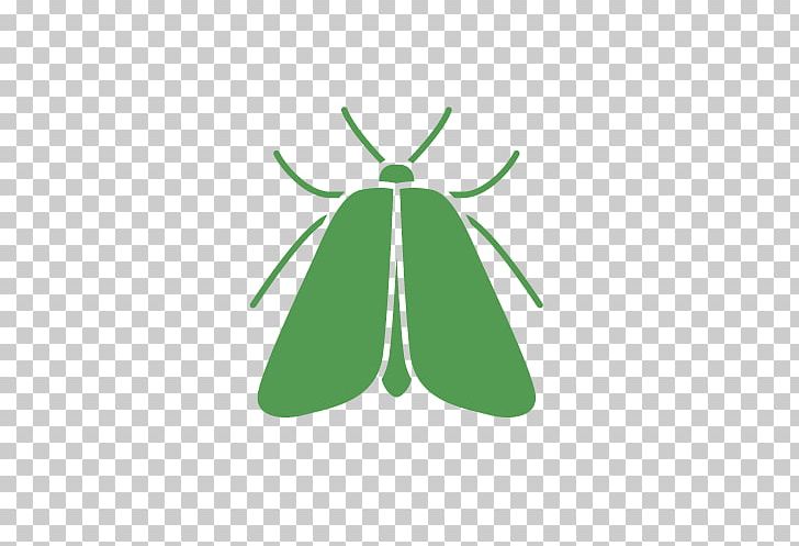 Indianmeal Moth Butterfly Pro Pacific Pest Control PNG, Clipart, Animal, Butterflies And Moths, Butterfly, Green, Indianmeal Moth Free PNG Download