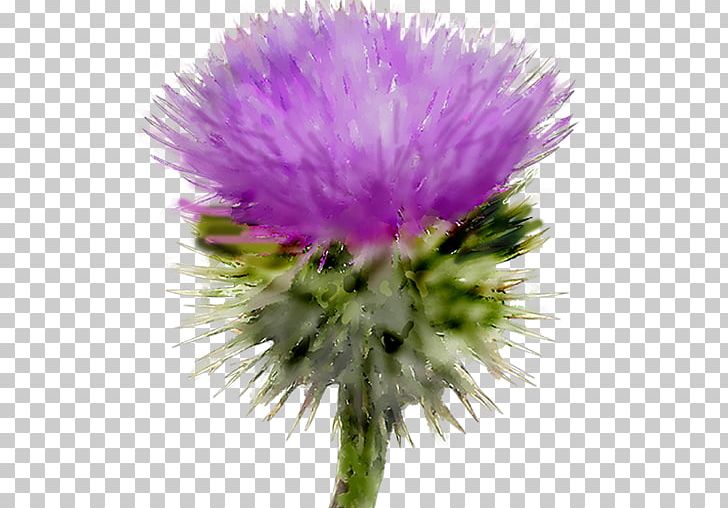 Milk Thistle Scotland Writer Author PNG, Clipart, Artichoke, Artichoke Thistle, Aster, Book, Burdock Free PNG Download