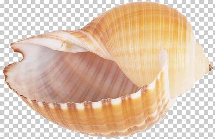 Seashell Conch Sea Snail PNG, Clipart, Animals, Clam, Clams Oysters Mussels And Scallops, Cockle, Computer Icons Free PNG Download