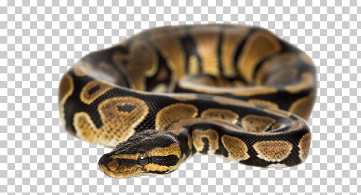 Ball Python Snake Python Molurus Burmese Python Stock Photography PNG, Clipart, Alamy, Animals, Bangle, Boa Constrictor, Boas Free PNG Download