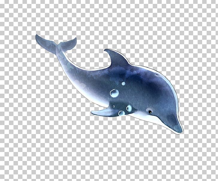 Common Bottlenose Dolphin Tucuxi Rough-toothed Dolphin Porpoise PNG, Clipart, Animals, Blue, Blue Abstract, Blue Background, Bottlenose Dolphin Free PNG Download