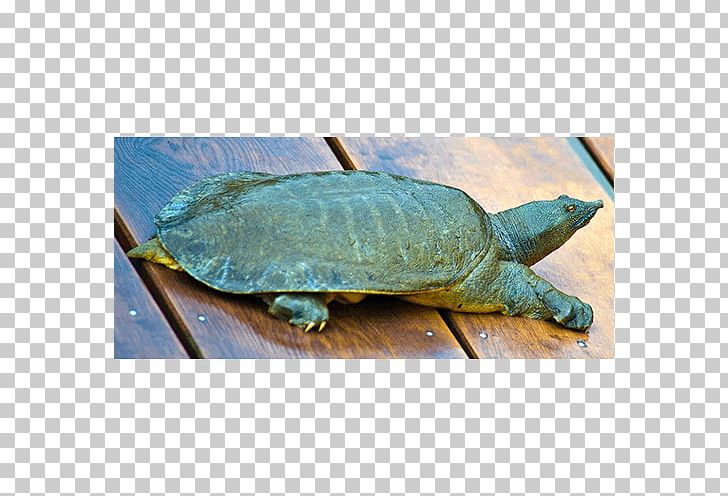 Loggerhead Sea Turtle Common Snapping Turtle Box Turtles La Quinta Inns & Suites PNG, Clipart, Animals, Box Turtle, Box Turtles, Chelydridae, Common Snapping Turtle Free PNG Download
