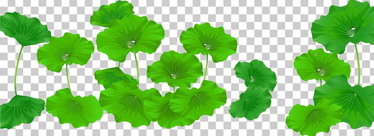 Nelumbo Nucifera Leaf Aquatic Plants PNG, Clipart, Aquatic Plants, Encapsulated Postscript, Flower, Grass, Green Free PNG Download