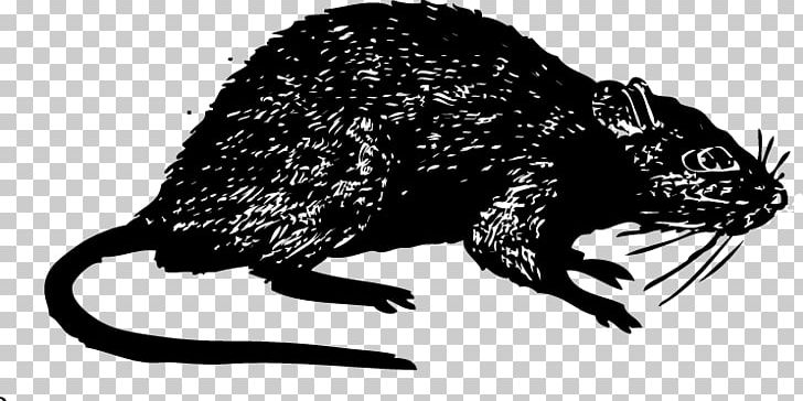 Rat Mus Toilet Murids Sewerage PNG, Clipart, Beaver, Black And White, Carnivoran, Deer Mice, Fauna Free PNG Download