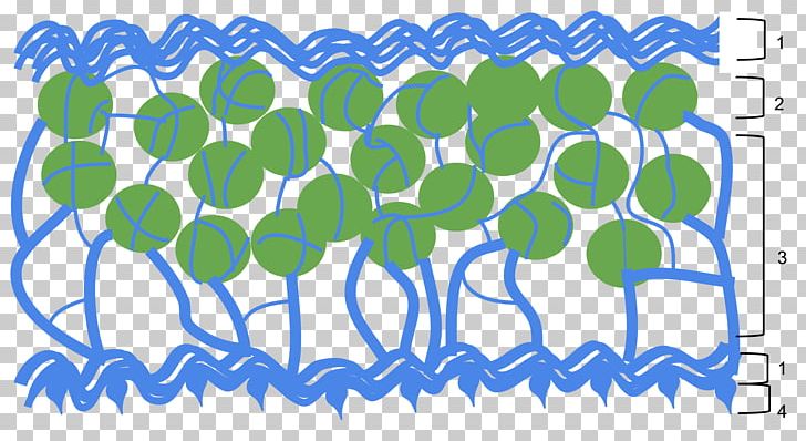 Symbiosis In Lichens Algae Blue-green Bacteria PNG, Clipart, Algae, Area, Artwork, Blue, Bluegreen Bacteria Free PNG Download