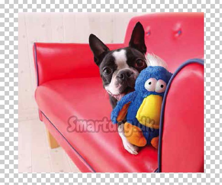 Boston Terrier French Bulldog Bird Puppy Dog Toys PNG, Clipart, Animals, Bird, Blue, Boston Terrier, Carnivoran Free PNG Download