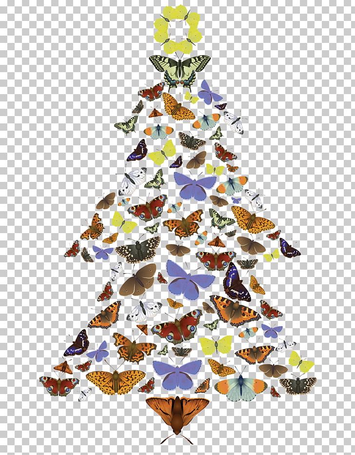 Christmas Tree Menai Bridge Christmas Ornament Pili Palas Nature World PNG, Clipart, Anglesey, Branch, Christmas, Christmas Decoration, Christmas Ornament Free PNG Download