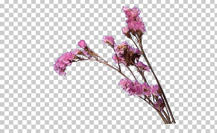 Cut Flowers Flowering Plant Bird Plant Stem PNG, Clipart, Bird, Blossom, Branch, Cut Flowers, Flora Free PNG Download