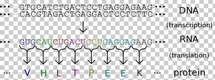 Genetic Code Translation DNA RNA PNG, Clipart, Amino Acid, Angle, Area, Blue, Brand Free PNG Download