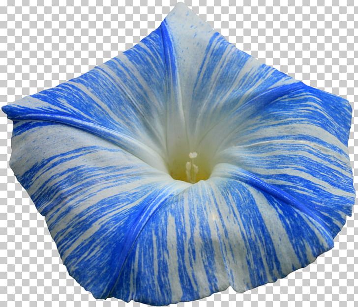 Morning Glory Flower Ipomoea Indica Ipomoea Purpurea PNG, Clipart, Annual Plant, Blue, Cobalt Blue, Electric Blue, Flower Free PNG Download