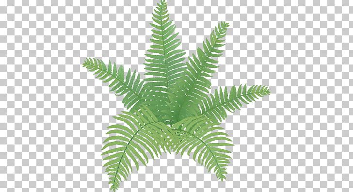 Ostrich Fern Plant Drawing Leaf PNG, Clipart, Athyrium Niponicum, Burknar, Cinnamon, Drawing, Fern Free PNG Download