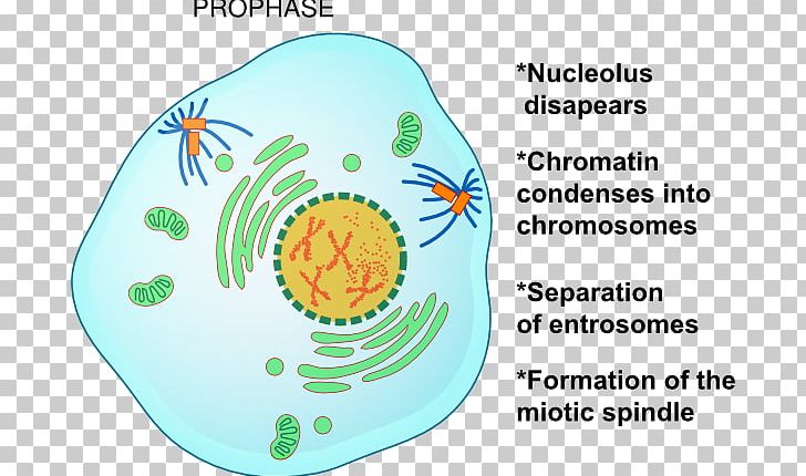 Prophase Mitosis Metaphase Telophase Cell Division PNG, Clipart, Anaphase, Area, Cell, Cell Cycle, Cell Division Free PNG Download
