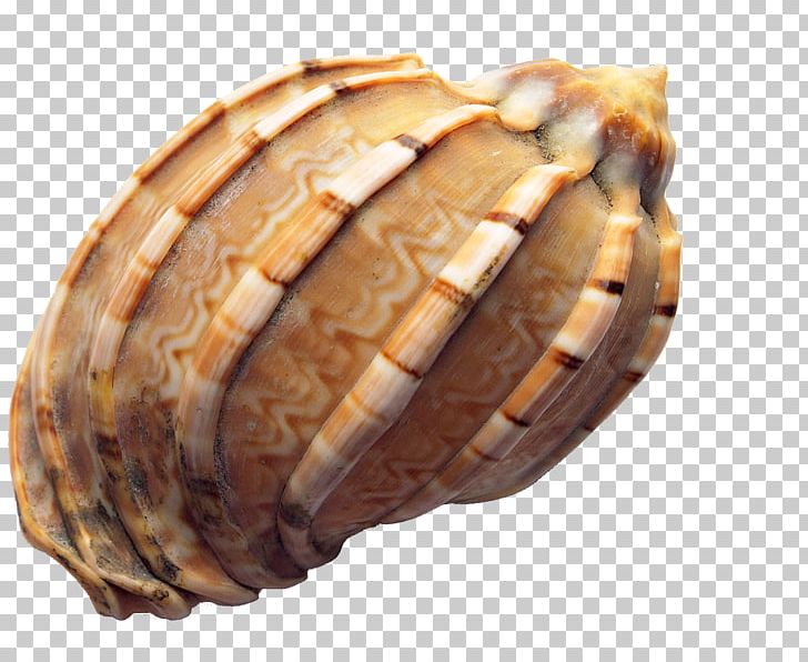 Seashell Icon PNG, Clipart, Adobe Premiere Pro, Cartoon Conch, Clam, Clams Oysters Mussels And Scallops, Cockle Free PNG Download
