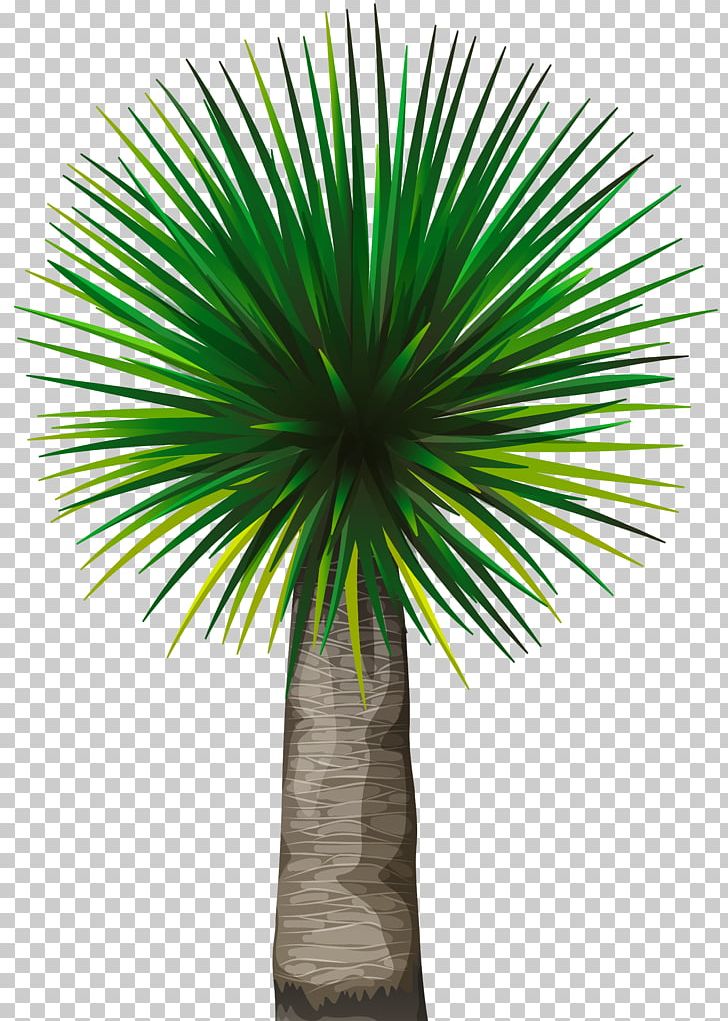 Asian Palmyra Palm Tree Arecaceae PNG, Clipart,  Free PNG Download