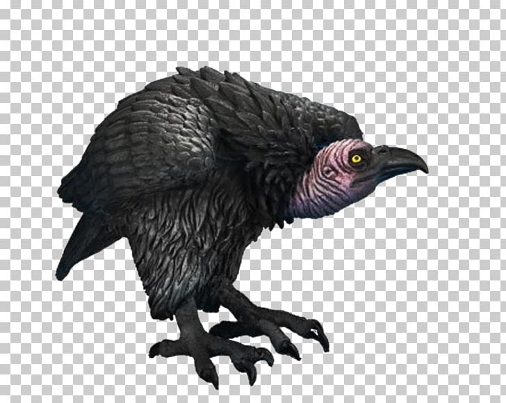 Bird Turkey Vulture Beaky Buzzard PNG, Clipart, Animals, Beak, Beaky Buzzard, Bearded Vulture, Bird Free PNG Download