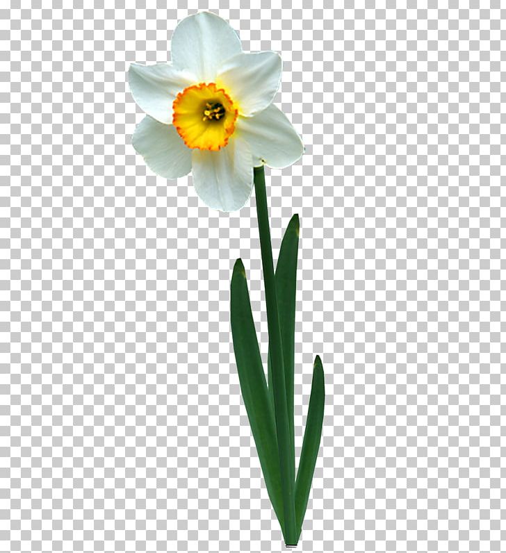 Daffodil Jonquille Animation PNG, Clipart, Amaryllis Family, Animation, Autumn, Birthday, Christmas Free PNG Download