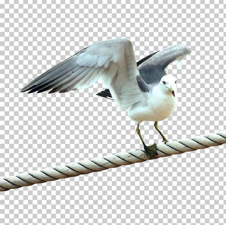 European Herring Gull Bird PNG, Clipart, Beak, Bird, Charadriiformes, Columbidae, Download Free PNG Download