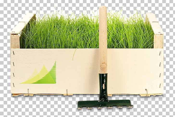 Ruda Śląska Garden Chorzów Lawn Landscape Maintenance PNG, Clipart, Arborist, Energy, Garden, Grass, Grass Family Free PNG Download