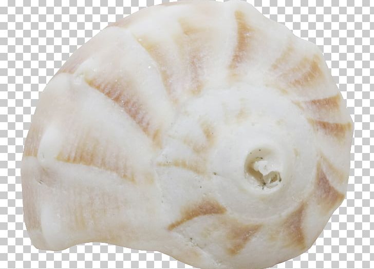 Seashell Conchology Shankha Jaw PNG, Clipart, Animals, Conch, Conchology, Jaw, Seashell Free PNG Download