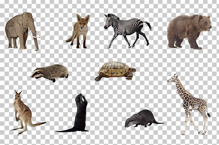 Architecture Coyote Animal Giraffe PNG, Clipart, Animal, Animal Figure, Animals, Architecture, Big Cats Free PNG Download