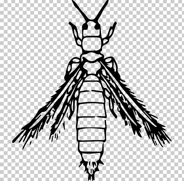 Insect Thrips PNG, Clipart, Animal, Animals, Artwork, Beak, Black And White Free PNG Download