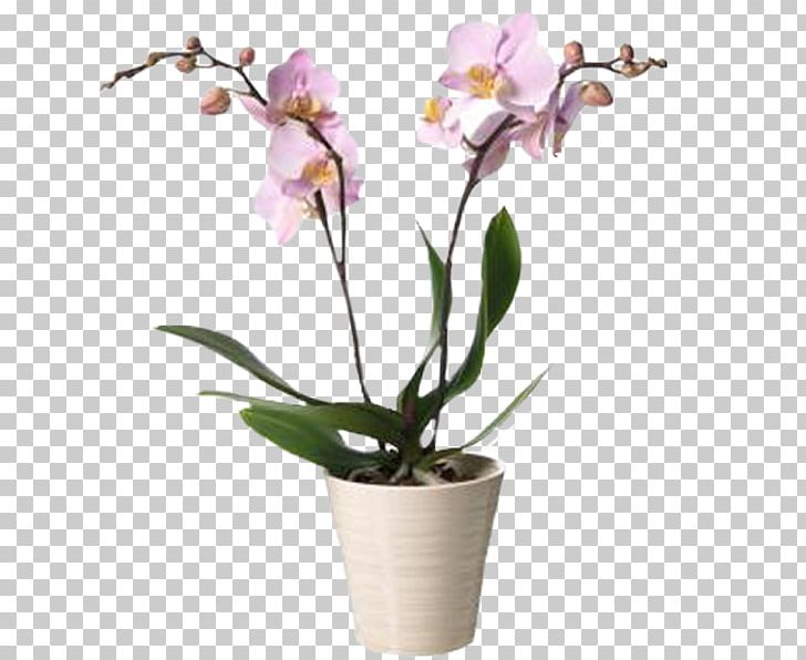 Moth Orchids Interflora Cut Flowers PNG, Clipart, Branch, Cattleya, Cattleya Orchids, Cut Flowers, Dendrobium Free PNG Download