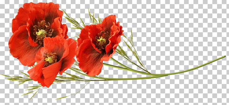 Remembrance Poppy Flower PNG, Clipart, Cut Flowers, Digital Image, Drawing, Flowering Plant, Opium Poppy Free PNG Download