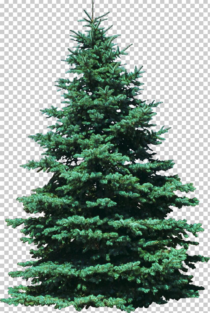 Tree Arborvitae Ornamental Plant False Cypress PNG, Clipart, Biome, Blue Spruce, Bushes, Christmas Decoration, Christmas Ornament Free PNG Download
