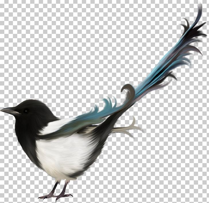 Eurasian Magpie Bird PNG, Clipart, Animals, Beak, Crow Like Bird, Desktop Wallpaper, Digital Image Free PNG Download