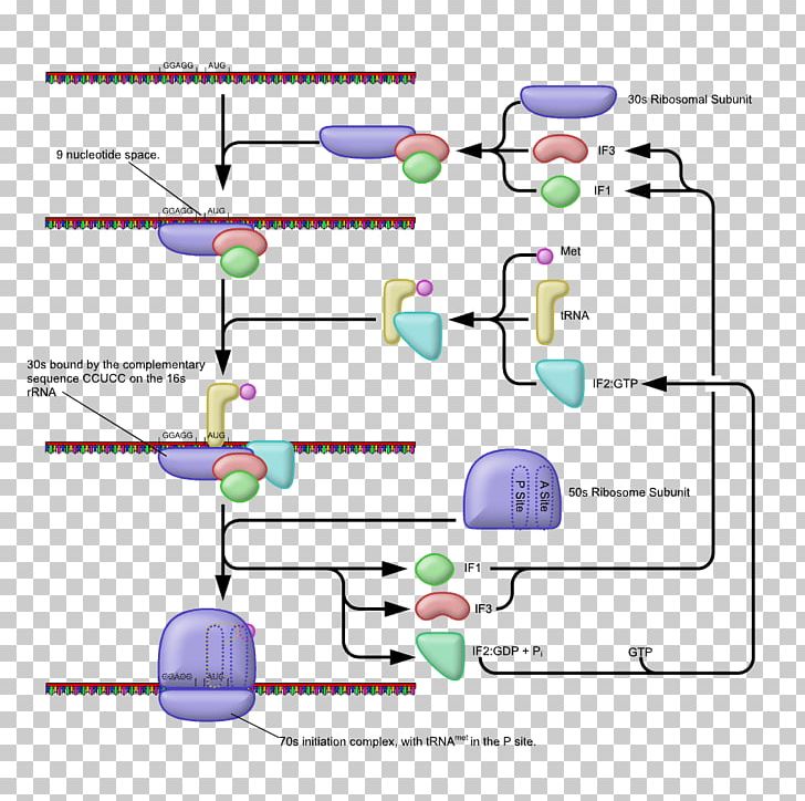 Five Prime Untranslated Region Prokaryotic Translation Eukaryotic Translation Prokaryote PNG, Clipart, Angle, Area, Eukaryotic Translation, Five Prime Untranslated Region, Initiation Free PNG Download