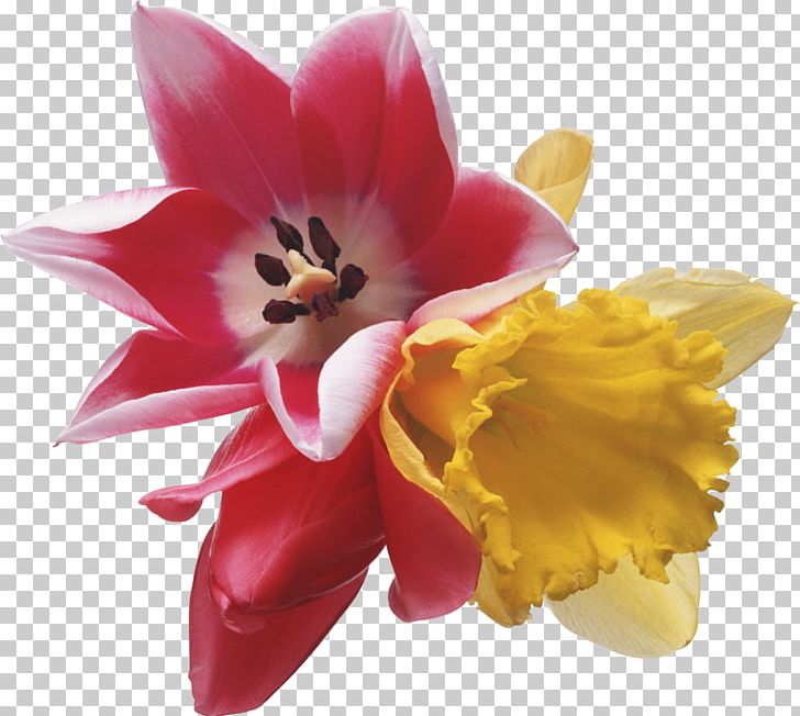 Flower Tulip PNG, Clipart, Daffodil, Digital Image, Flower, Flowering Plant, Gladiolus Free PNG Download