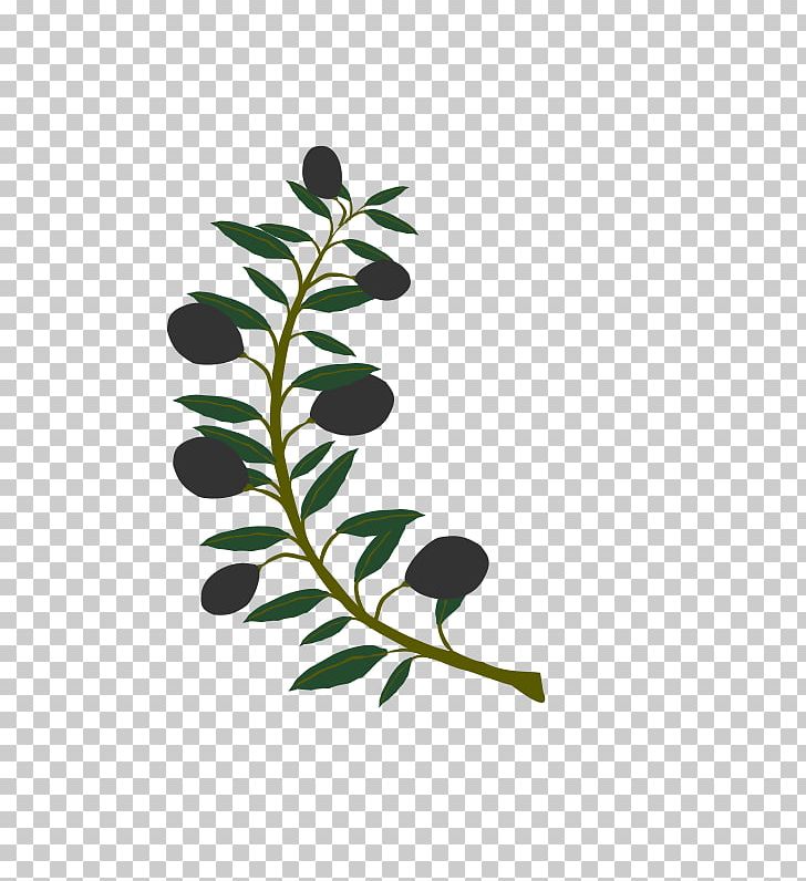 Olive Branch PNG, Clipart, Branch, Clip Art, Computer Icons, Doves As Symbols, Drawing Free PNG Download