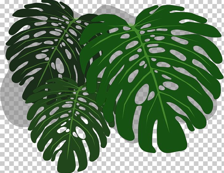 Philodendron Swiss Cheese Plant PNG, Clipart, Computer Icons, Copyright, Desktop Wallpaper, Download, Drawing Free PNG Download