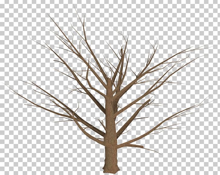 Tree Branch Plant PNG, Clipart, Branch, Grass, Grass Family, Image File Formats, Leaf Free PNG Download