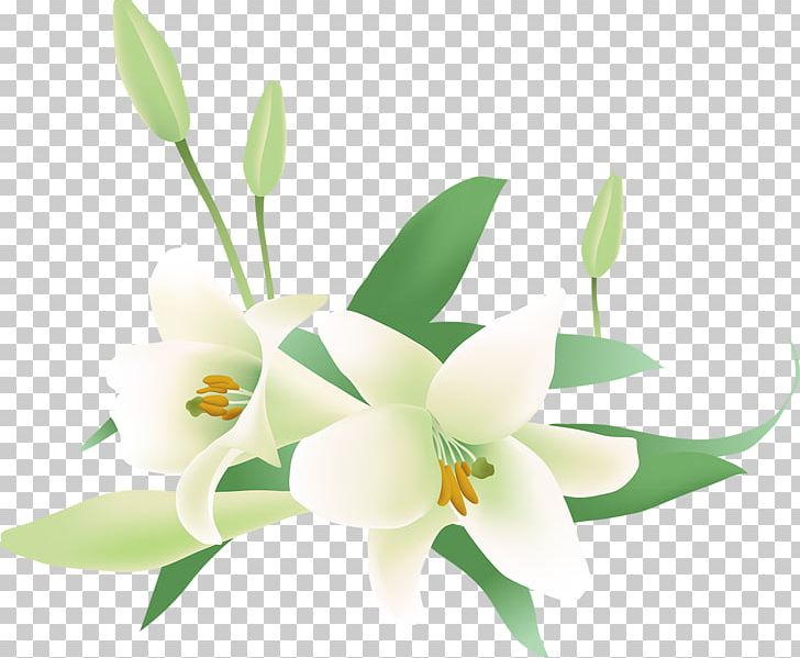 Jasmine Flower PNG, Clipart, Artificial Flower, Arumlily, Calla Lily, Cattleya, Color Free PNG Download
