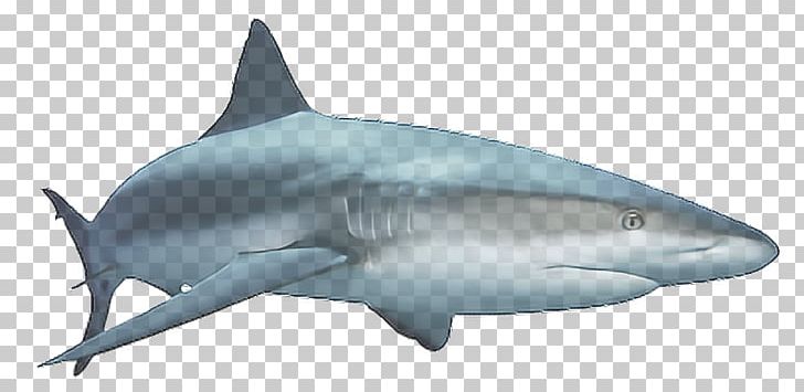 Scary Sharks PNG, Clipart, Animals, Arama, Carcharhiniformes, Cartilaginous Fish, Common Bottlenose Dolphin Free PNG Download