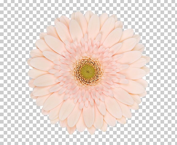 Transvaal Daisy Chrysanthemum Cut Flowers Petal PNG, Clipart, Chrysanthemum, Chrysanths, Cut Flowers, Daisy Family, Flower Free PNG Download