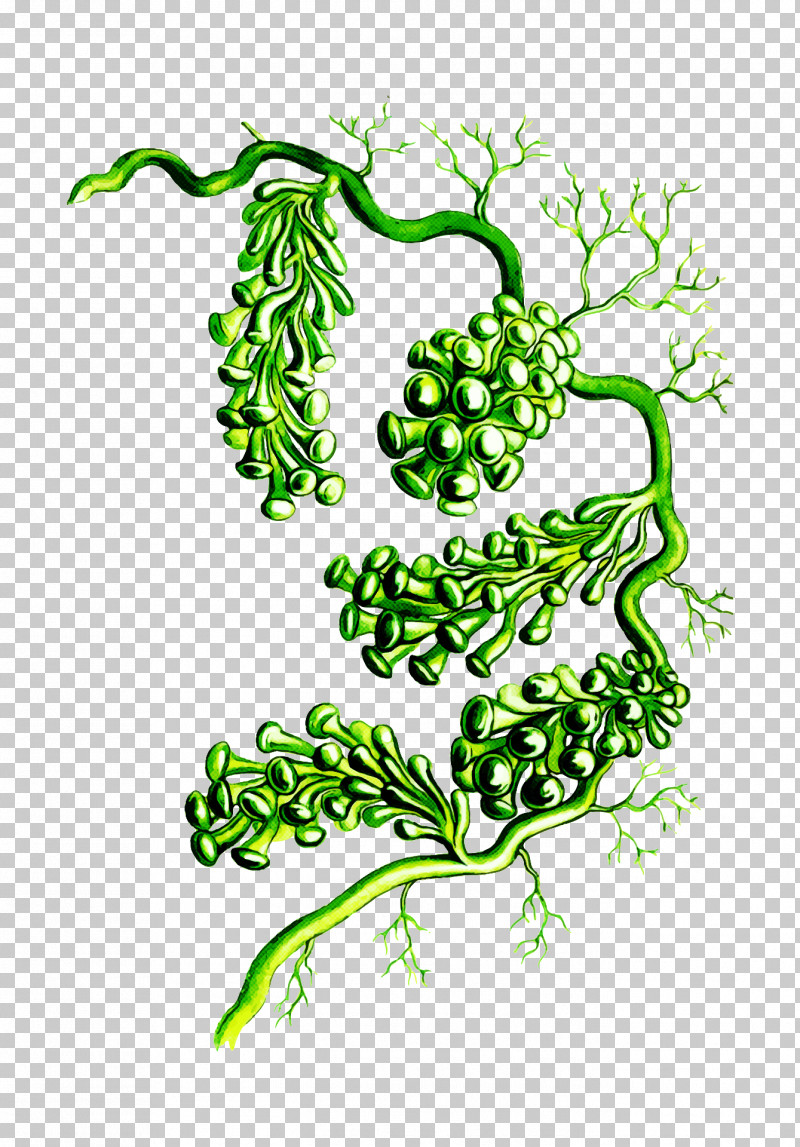 Plant Leaf Vascular Plant Vegetable Line Art PNG, Clipart, Leaf, Line Art, Plant, Plant Stem, Vascular Plant Free PNG Download