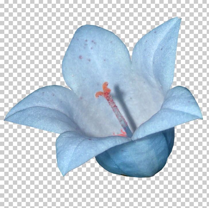 Blue Lilium PNG, Clipart, Blue, Download, Encapsulated Postscript, Flower, Light Blue Free PNG Download