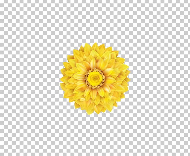 Common Sunflower Transvaal Daisy PNG, Clipart, Calendula, Dahlia, Daisy Family, Encapsulated Postscript, Flower Free PNG Download