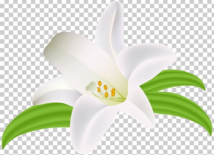 Flower Idea Common Daisy Lilium PNG, Clipart, Art, Closeup, Common Daisy, Computer Wallpaper, Desktop Wallpaper Free PNG Download