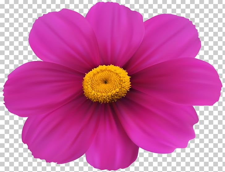 Flower Magenta Purple Violet PNG, Clipart, Annual Plant, Aster, Chrysanths, Cosmos, Daisy Family Free PNG Download