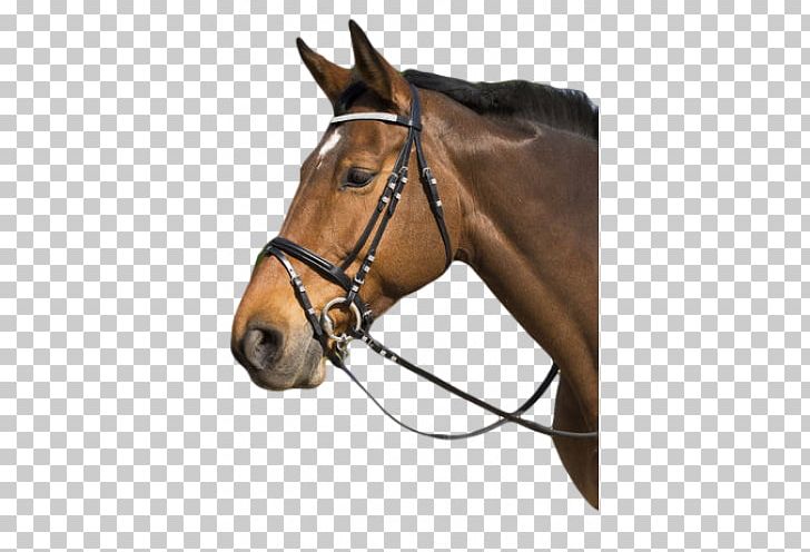 Halter Horse Bridle Equestrian Filet PNG, Clipart, Animals, Bit, Bridle, Cabezada, Diamond Free PNG Download