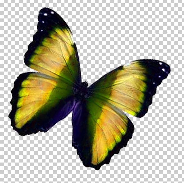 Monarch Butterfly PNG, Clipart, Animation, Arthropod, Blue Butterfly, Brush Footed Butterfly, Butterflies Free PNG Download