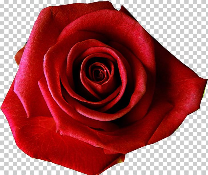 T-shirt Rose Red Flower PNG, Clipart, China Rose, Closeup, Color, Cut Flowers, Floribunda Free PNG Download