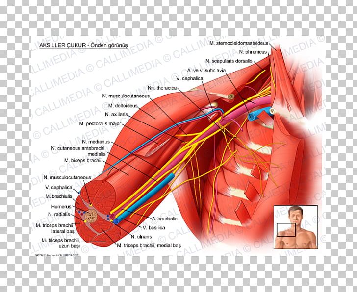 Axillary Nerve Axillary Artery Axillary Lymph Nodes PNG, Clipart, Anatomy, Artery, Axilla, Axillary Artery, Axillary Lymph Nodes Free PNG Download