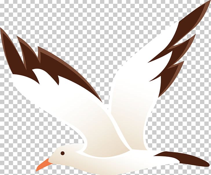 Beak Water Bird Feather Wing PNG, Clipart, Animals, Bird, Camly, Feather, Goose Free PNG Download