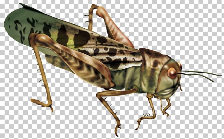 Caelifera Insect Locust PNG, Clipart, Arthropod, Bush Crickets, Caelifera, Cricket Like Insect, Fauna Free PNG Download