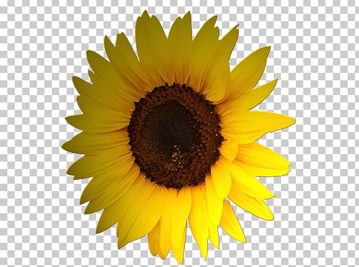 Common Sunflower Stock Photography PNG, Clipart, Beautiful, Beautiful Girl, Beauty, Beauty Logo, Beauty Salon Free PNG Download