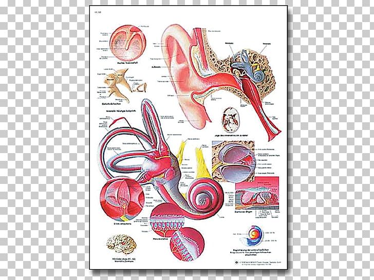 Diseases Of The Middle Ear 3B Scientific Human Anatomy PNG, Clipart, Anatomy, Chart, Diagram, Ear, Graphic Design Free PNG Download
